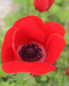 Anemone coronaria Hollandia (1)